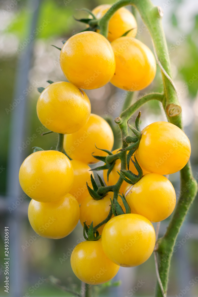 Yellow tomato bunch in garden. Yellow tomato bunch in garden.