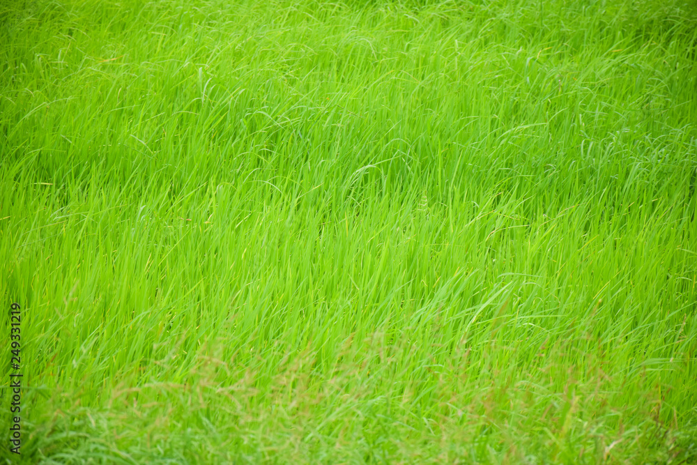 Green paddy field. Green paddy field.
