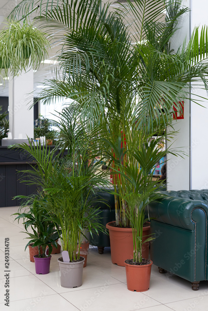 Big and beautiful palm tree chamaedorea and areca grows in a brown pot indoors