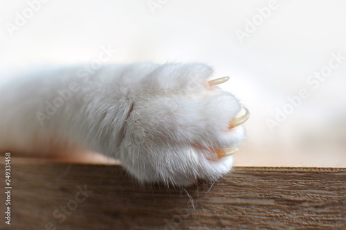 Close up of a white cat paw with extended claws
