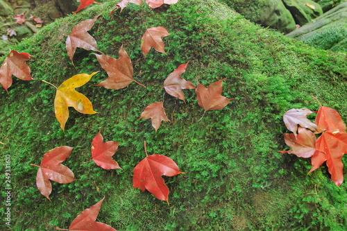 Beautiful maple leaves fall on the green arch rock, Tham Yai Waterfall, Phu Kra Dueng National Park, Loei, Thailand.