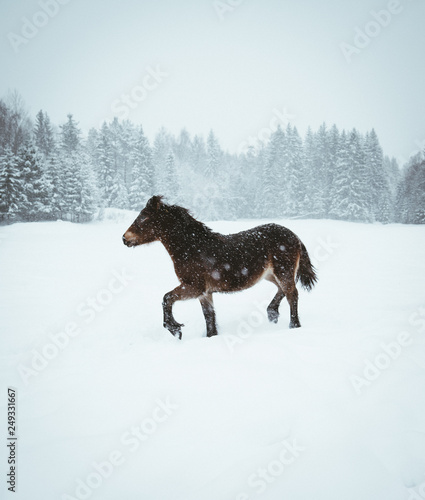 Nordland horse in Norway