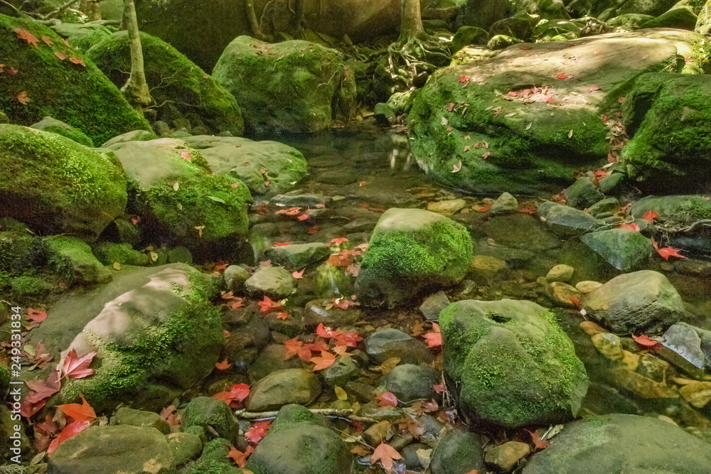 Beautiful Maple leaves fall and the water and green arch rocks, Tham Yai Waterfall, Phu Kra Dueng National Park, Loei, Thailand. Beautiful Maple leaves fall and the water and green arch rocks, Tham Yai Waterfall, Phu Kra Dueng National Park, Loei, Thailand.