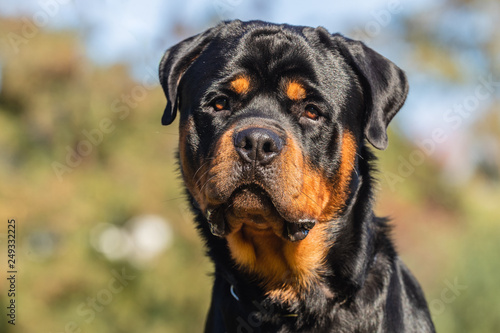 Portrait of a Rottweiler
