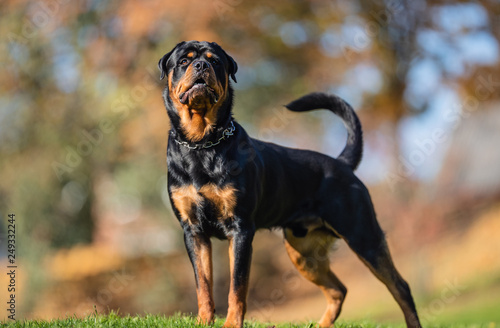 Photo Portrait of a Rottweiler