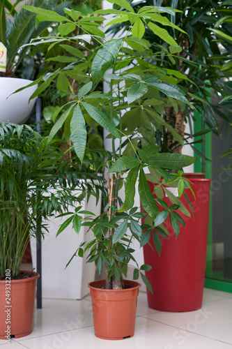 Home plant Pachira in a brown pot stands on the tiled floor in the room