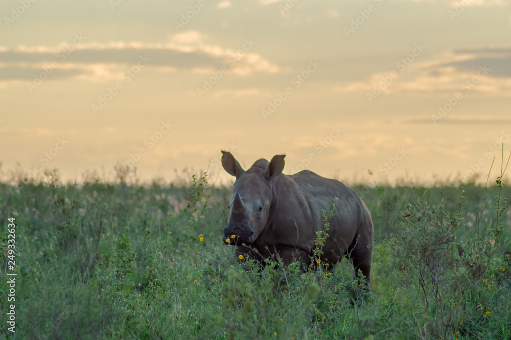 White Rhinoceros in the savannah of Nairobi White Rhinoceros in the savannah of Nairobi