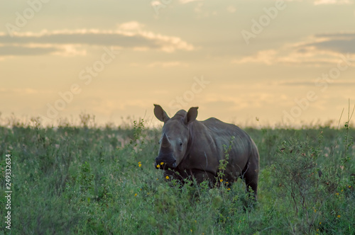 White Rhinoceros in the savannah of Nairobi