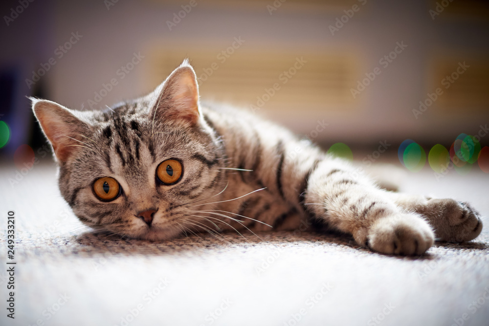 Cute cat lying on the floor on a blurred background with bokeh.