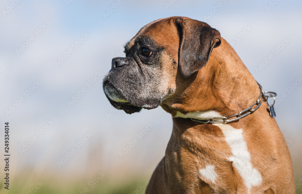 Portrait of a dog Portrait of a dog