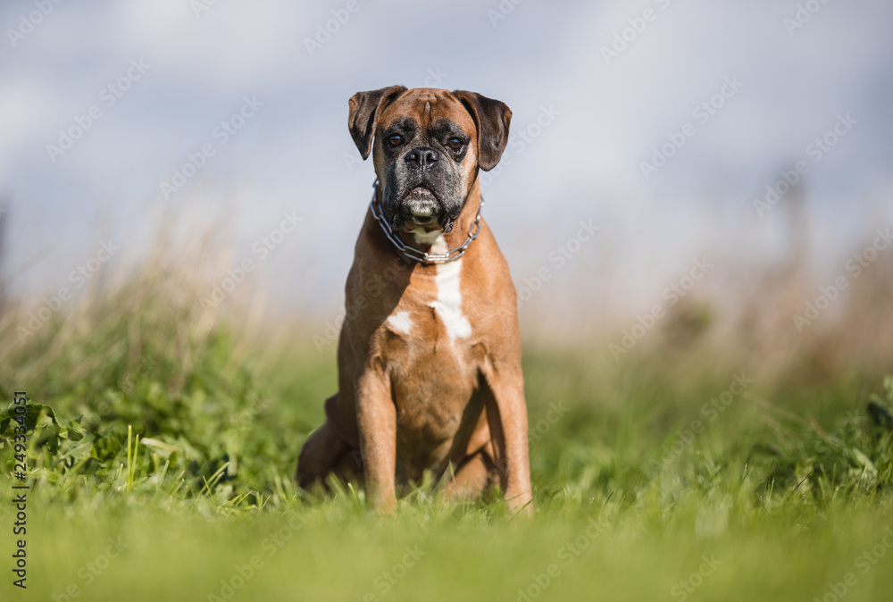 Portrait of a dog