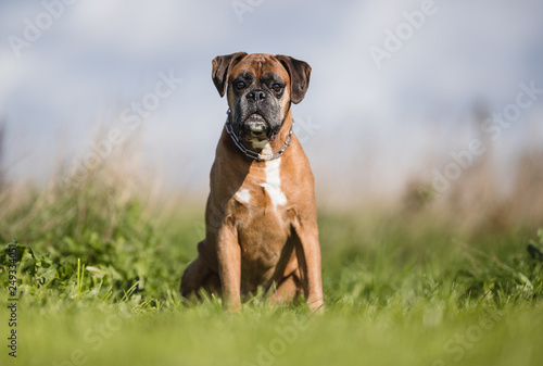 Photography Portrait of a dog