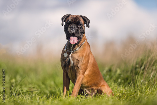 Canvas Print Portrait of a dog