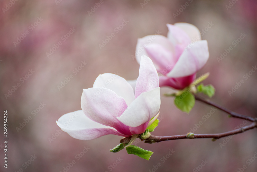 Magnolia spring flowers Magnolia spring flowers