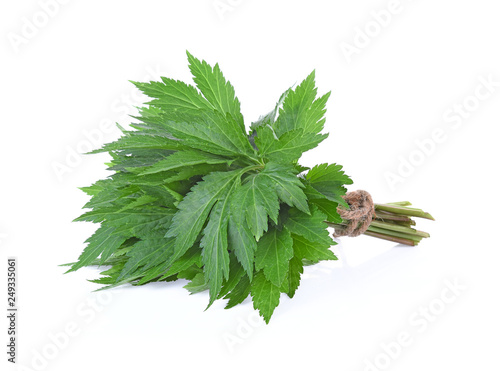 mugwort isolated on white background photo