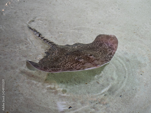 Undulate Ray over white sand photo