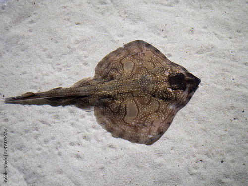 Undulate Ray over white sand