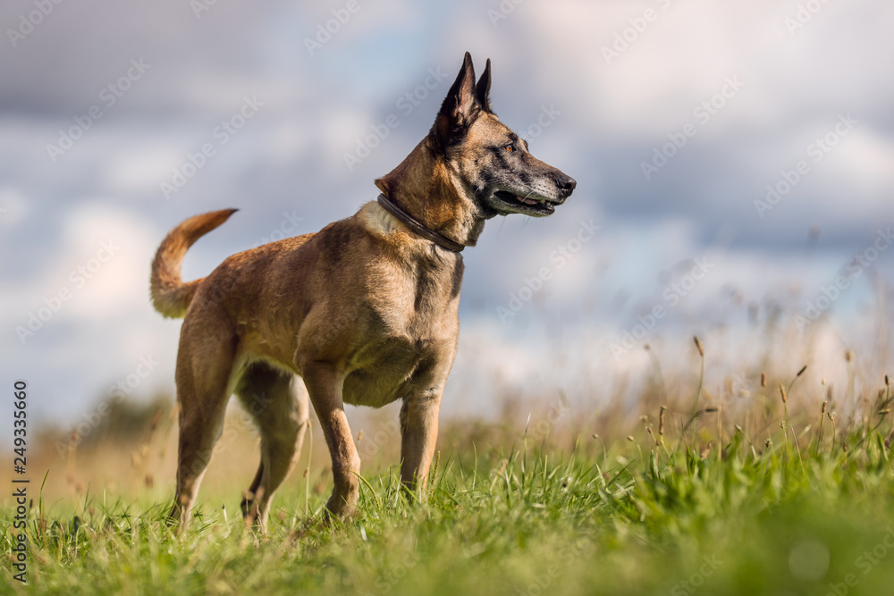 german shepherd dog on the grass