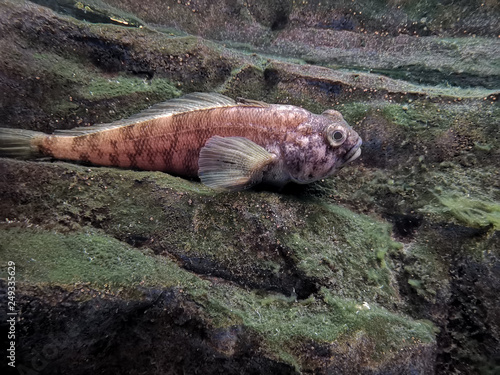 Emerald Rockcod lay on the stone
