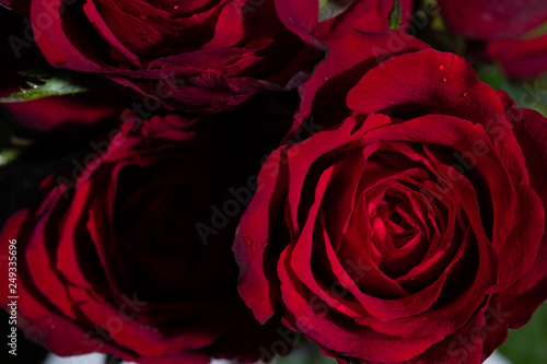 Beautiful red roses