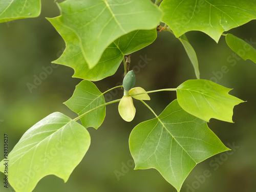 Liriodendron tulipifera - Bourgeon en cours d'éclosion d'une fleur du Tulipier de Virginie ou arbre au lis photo