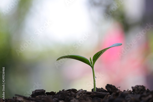 small tree sapling plants planting with dew