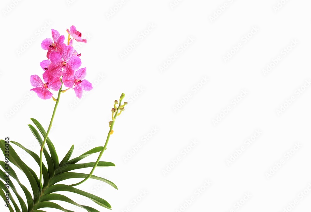 Naklejka premium lilac orchid isolated on white background