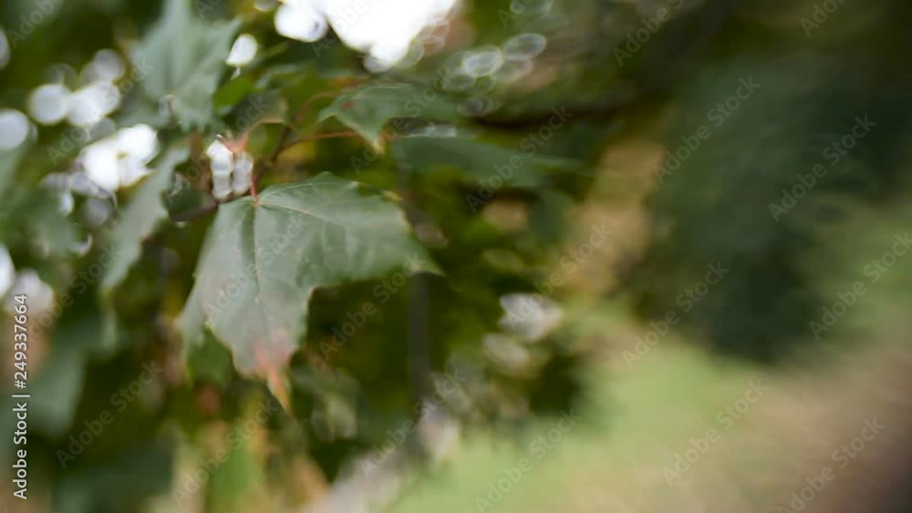 Green and orange maple leaves shooted with Lens Baby sweet 35mm. Natural autumn background with bokeh. Green and orange maple leaves shooted with Lens Baby sweet 35mm. Natural autumn background with bokeh.