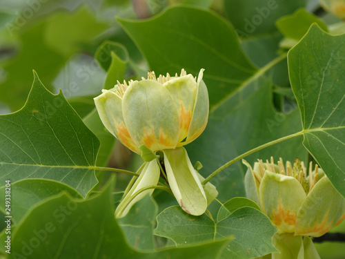 Liriodendron tulipifera - Grosse fleur éclose du tulipier de Virginie ou arbre au lis ressemblant à une tulipe aux pétales vert clair, jaune orangé  photo