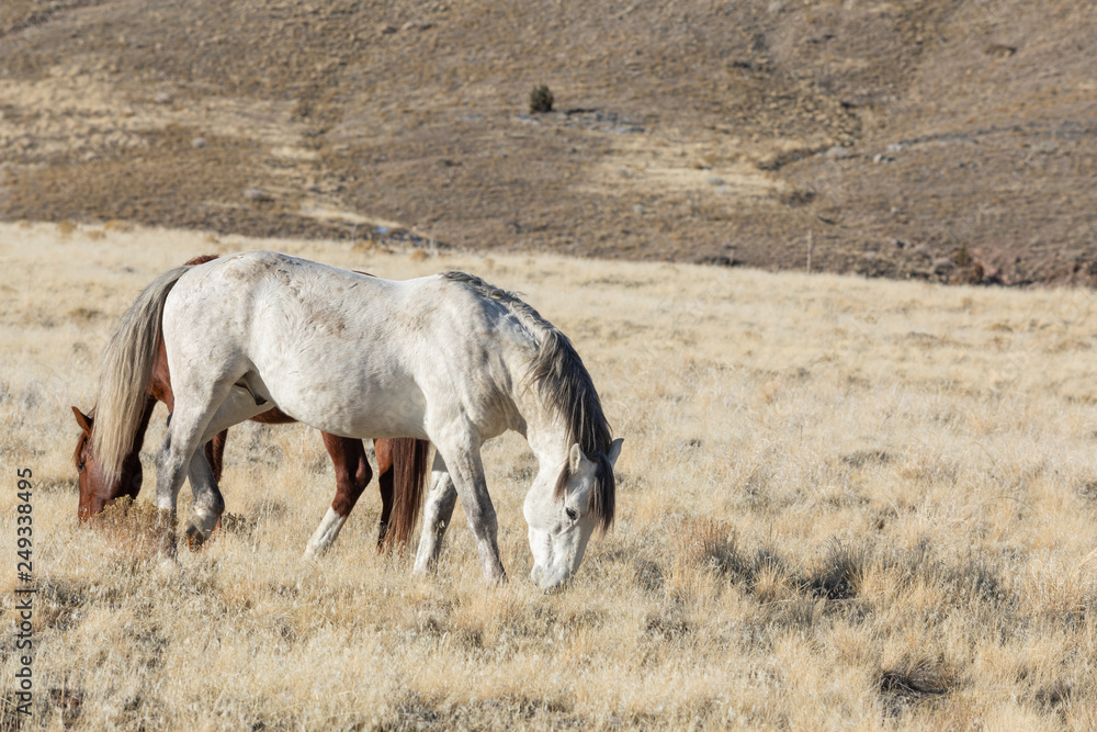 Obraz premium Herd of Wild Horses in Winter in Utah