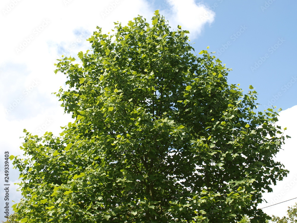 Liriodendron tulipifera - Le Tulipier de Virginie ou arbre au lis en étéc Liriodendron tulipifera - Le Tulipier de Virginie ou arbre au lis en étéc