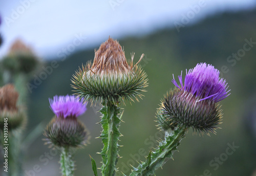 Bloom in nature Carduus acanthoides photo