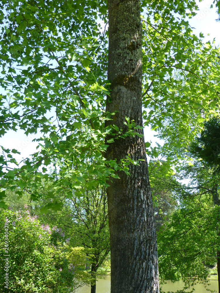 Fototapeta premium Liriodendron tulipifera - Tronc et écorce gris foncé et fissurée du tulipier de Virginie ou arbre au lis