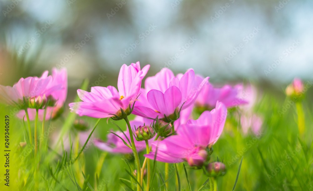 Pink cosmos flowers bloom in the garden.