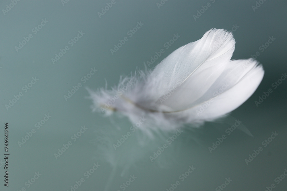 Leicht wie eine Feder Stock Photo Adobe Stock