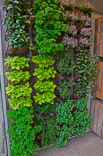 A vertical herb garden in a small urban garden space with range of herb vaieties