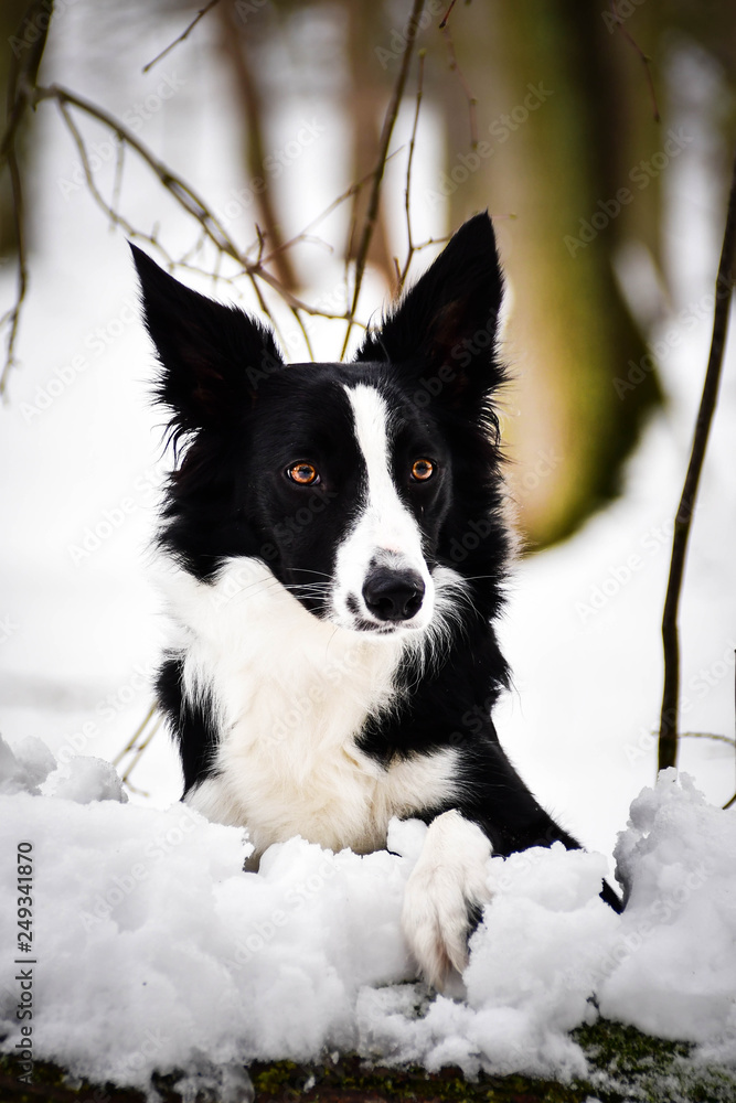 Black and white border collie. Photo from my third Photoworkshop on Konopiste. It was amazing experience. I love dogs on snow.