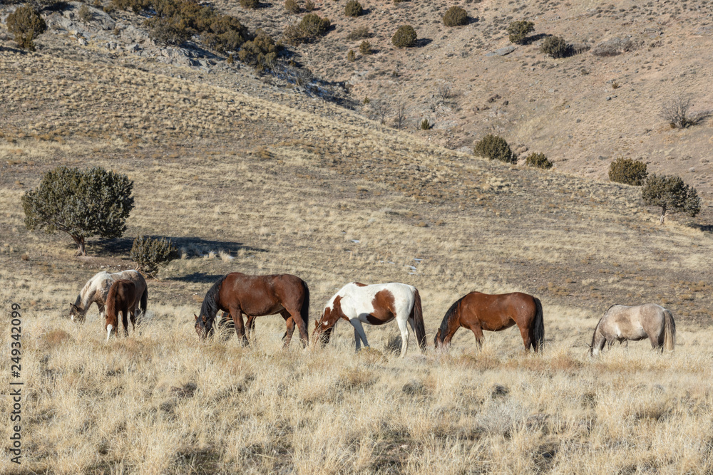Herd of Wild Horses in Winter in Utah