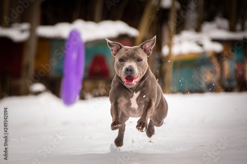 staffordshire bull terrier.  Photo from my third Photoworkshop on Konopiste. It was amazing experience. I love dogs on snow. photo