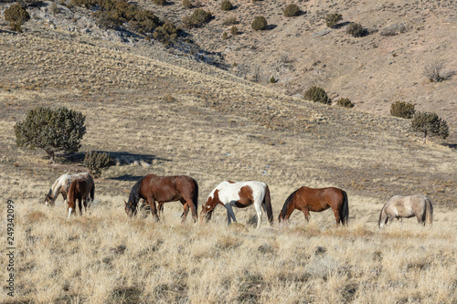 Herd of Wild Horses in Winter in Utah © natureguy