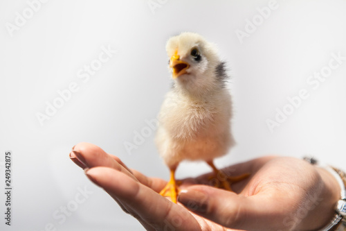 chick, chicken