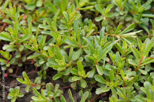 Sedum kamtschaticum middendorffianum green plant