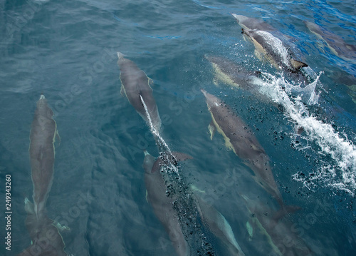 Whakatane coast New Zealand. Ocean. Delphin