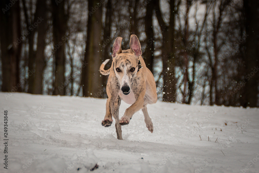 Fototapeta premium whippet is running in the snow