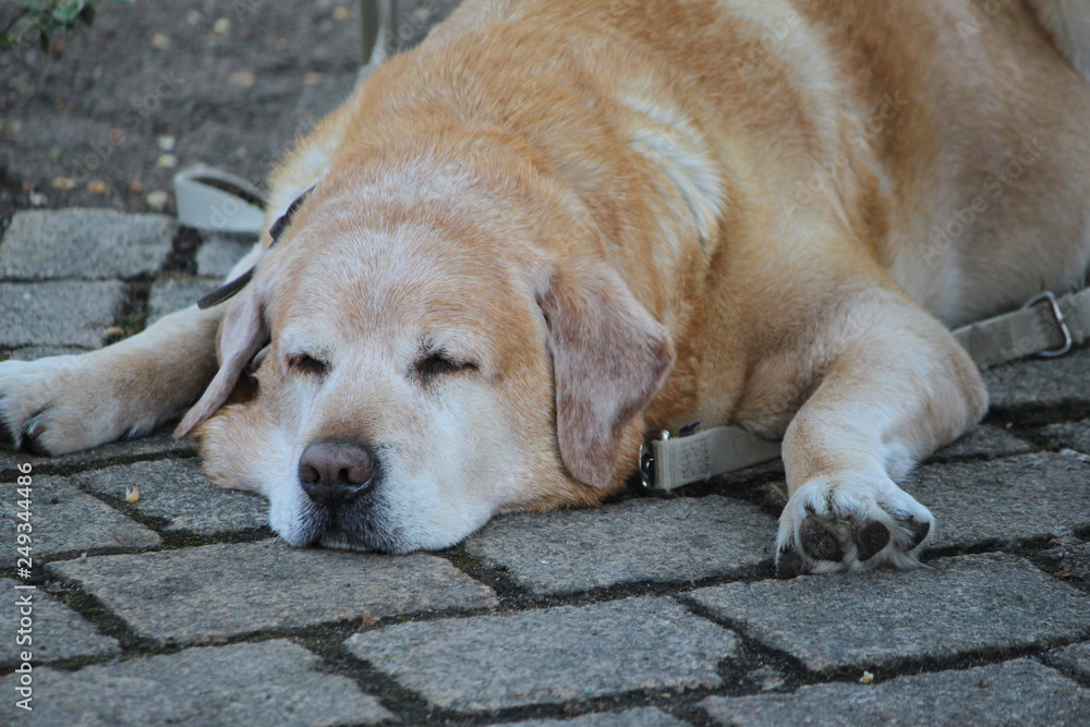 Labrador Retriever ist hundemüde Labrador Retriever ist hundemüde
