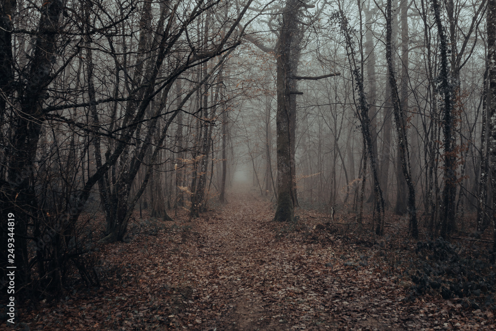 Mystic and dark forest covered with fog. Mysterious and magical. Mystic and dark forest covered with fog. Mysterious and magical.