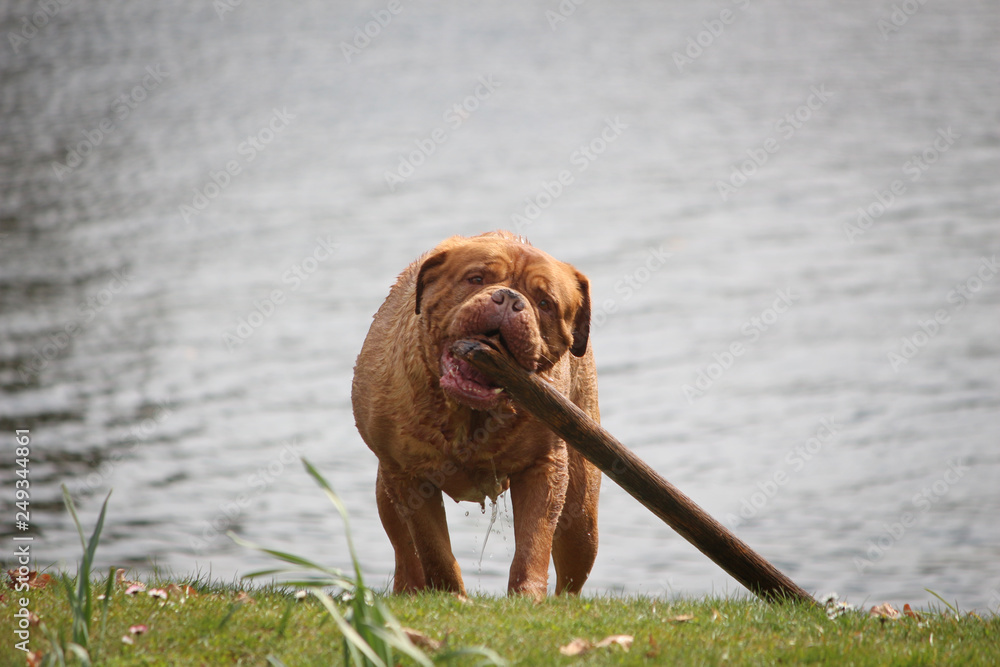 Hund Bordeaux Dogge Stock Photo | Adobe Stock