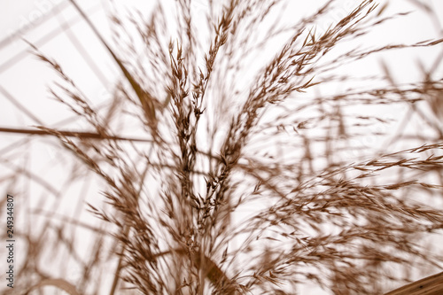 Branches of wheat with an orange and brown color. Wallpaper.