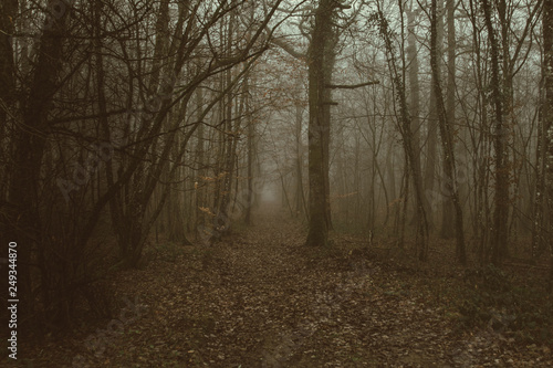 Mystic and dark forest covered with fog. Mysterious and magical.