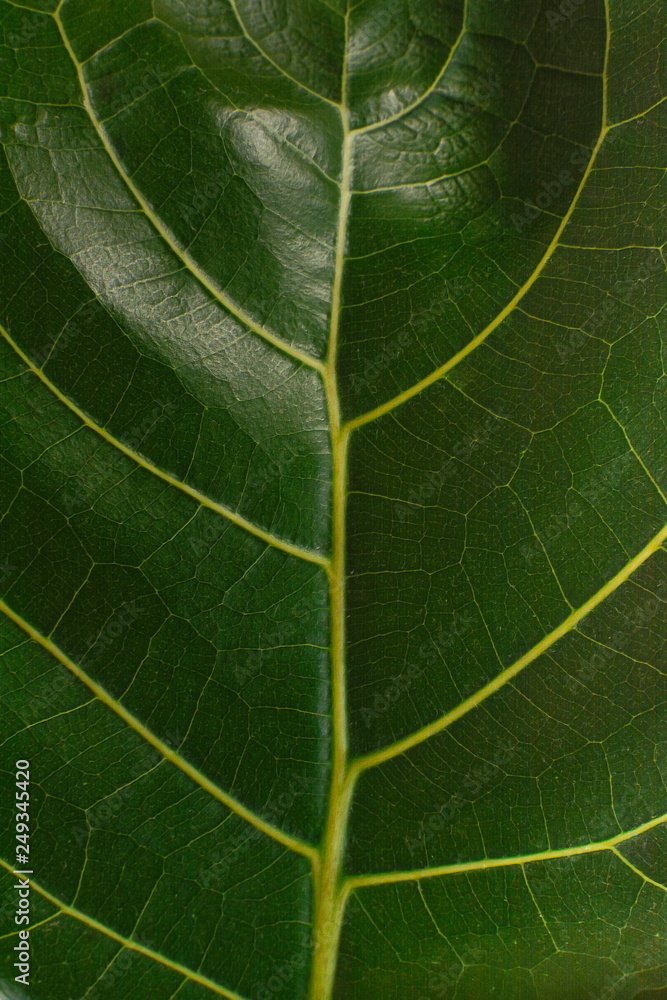 Flat on green backdrop. Natural colors and great design for any purposes. Flat lay and minimal flat lay of organic food. Leaf pattern. Flat on green backdrop. Natural colors and great design for any purposes. Flat lay and minimal flat lay of organic food. Leaf pattern.